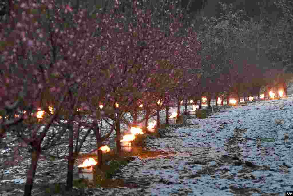 Anti-frost candles burn to protect trees from frost in an orchard as temperatures are expected to fall bellow zero degrees celsius in the next few days in Westhoffen, eastern France.