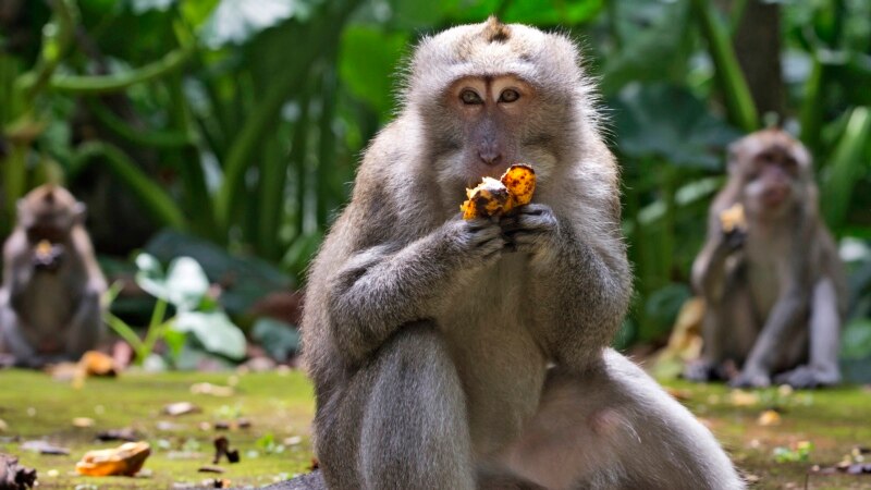 With Lack of Visitors, Bali Monkeys Raid Homes of Villagers