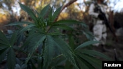 FILE - A soldier keeps guard at a marijuana plantation near an area known as "El Hongo" on the outskirts of the municipality of Tecate, on the border with the U.S. state of California, Sept. 25, 2015.