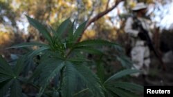 FILE - A soldier keeps guard at a marijuana plantation on the outskirts of the municipality of Tecate, on the border with the U.S. state of California, Sept. 25, 2015.