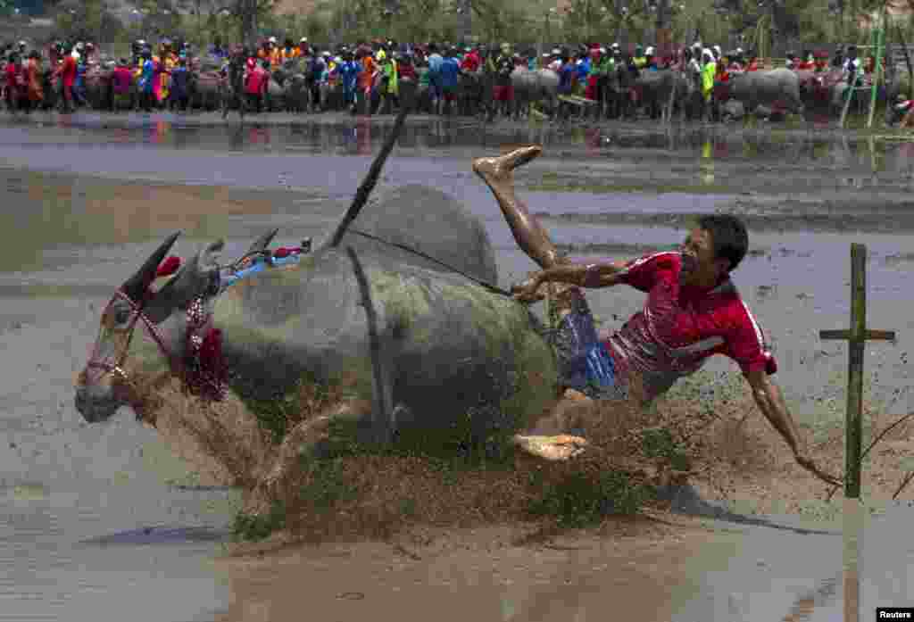 អ្នកជិះក្របីធ្លាក់ពីលើខ្នងក្របី ក្នុងពិធីប្រពៃណី Barapan Kebo ឬការប្រណាំងក្របីនៅក្នុងក្រុង Taliwang នៅលើកោះ Sumbawa ប្រទេសឥណ្ឌូនេស៊ី។