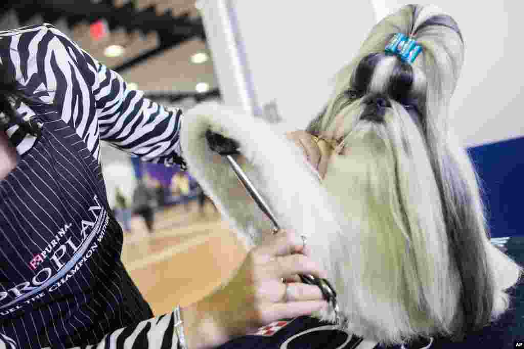 Jasper, anjing Shih Tzu berusia dua tahun, sedang didandani sebelum bertanding dalam&nbsp;lomba anjing Westminster Kennel Club ke-137 di Madison Square Garden, New York (12/2).