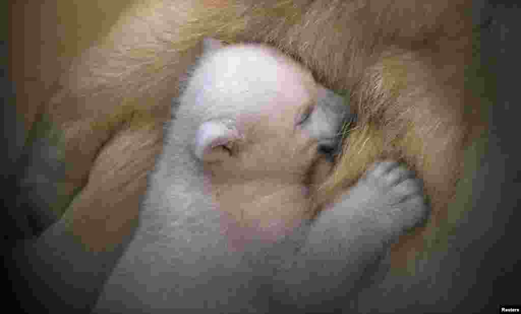 A polar bear cub snuggles up against her mother Valeska, in their enclosure at Bremerhaven&#39;s (Bremen&#39;s) Zoo, Germany.