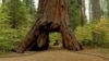 Pohon Kuno Sequoia Ambruk Akibat Badai