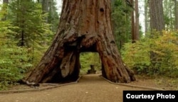 The iconic giant sequoia called the Pioneer Cabin was toppled by a strong storm. (Handout / California Department of Parks and Recreation)