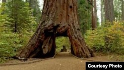 Pohon raksasa Sequoia, yang menjadi icon yang dijuluki Pioneer Cabin, ditumbangkan oleh sebuah badai kuat (Selebaran/ California Department of Parks and Recreation)