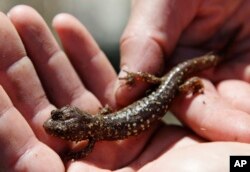 A salamander is photographed at the Farallones National Wildlife Refuge in California.