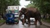 4 Gajah Mati Ditabrak Kereta Penumpang di Assam, India