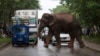 Gajah Serang Permukiman di India, 5 Orang Tewas