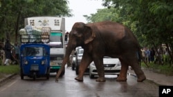 Commuters stop their vehicles and watch a wild male elephant, who got separated from his herd, cross a highway on the outskirts of Gauhati, India, Thursday, Aug. 20, 2015.