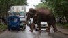 بھارت: بدمست ہاتھی نے 15 لوگوں کو ہلاک کر دیا