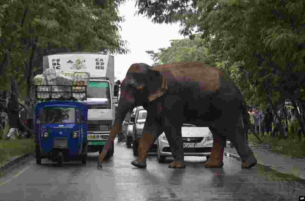 Commuters stop their vehicles and watch a wild male elephant, who got separated from his herd, cross a highway on the outskirts of Gauhati, India.