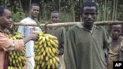 Farmers with harvested bananas, August 6, 2011. Farmers in the south of Ethiopia need most of their crops to feed their families, leaving hardly anything to be sold at market. 
