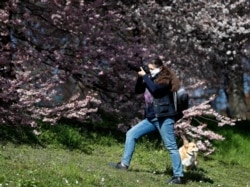 A woman wearing a face mask takes a picture of a blossomed tree downtown in Prague, Czech Republic, Monday, March 23, 2020. Czech Republic has made it mandatory that all people must cover their mouths and noses in public to stem the spread of the coronavirus.