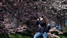 A woman wearing a face mask takes a picture of a blossomed tree downtown in Prague, Czech Republic, Monday, March 23, 2020. Czech Republic has made it mandatory that all people must cover their mouths and noses in public to stem the spread of the coronavirus.