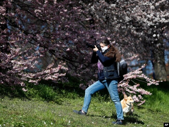 A woman wearing a face mask takes a picture of a blossomed tree downtown in Prague, Czech Republic, Monday, March 23, 2020. Czech Republic has made it mandatory that all people must cover their mouths and noses in public to stem the spread of the coronavirus.