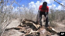 FILE - A farmer examines the remains of his cow, in drought-stricken Ndavaya, Kenya, Nov. 12, 2021.