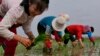 Petani Korea Utara menanam bibit padi di ladang Koperasi Sambong, Provinsi Pyongan Selatan, Korea Utara, 17 Mei 2019. (Foto: AP)