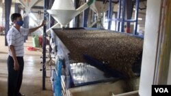Cà phê nguyên hạt được sàng lọc và làm sạch trong xí nghiệp