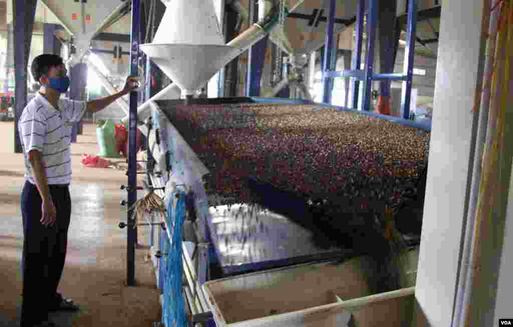 Coffee beans being sorted and cleaned at the factory in Buon Ma Thuot. (D. Schearf/VOA)