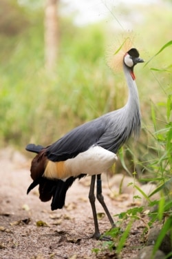 From toe to head, the grey crowned crane is a beautiful bird, Umusambi Village, June 21, 2021. (REUTERS/Cedric Karemangingo)
