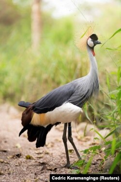 From toe to head, the grey crowned crane is a beautiful bird, Umusambi Village, June 21, 2021. (REUTERS/Cedric Karemangingo)