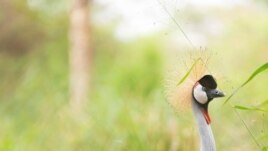 From toe to head, the grey crowned crane is a beautiful bird, Umusambi Village, June 21, 2021. (REUTERS/Cedric Karemangingo)