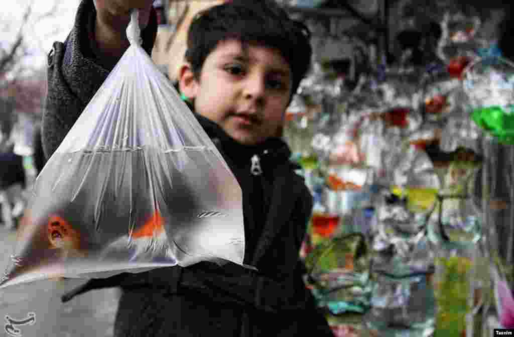 بازار خرید ماهی قرمز برای سفره نوروز عکس: عبدالرحمان رأفتی