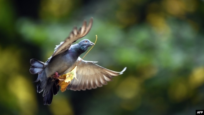 FILE - A dove flies with a coloured leaf in Ravensburg, southern Germany, on October 13, 2015. (AFP PHOTO / DPA / FELIX KÄSTLE)