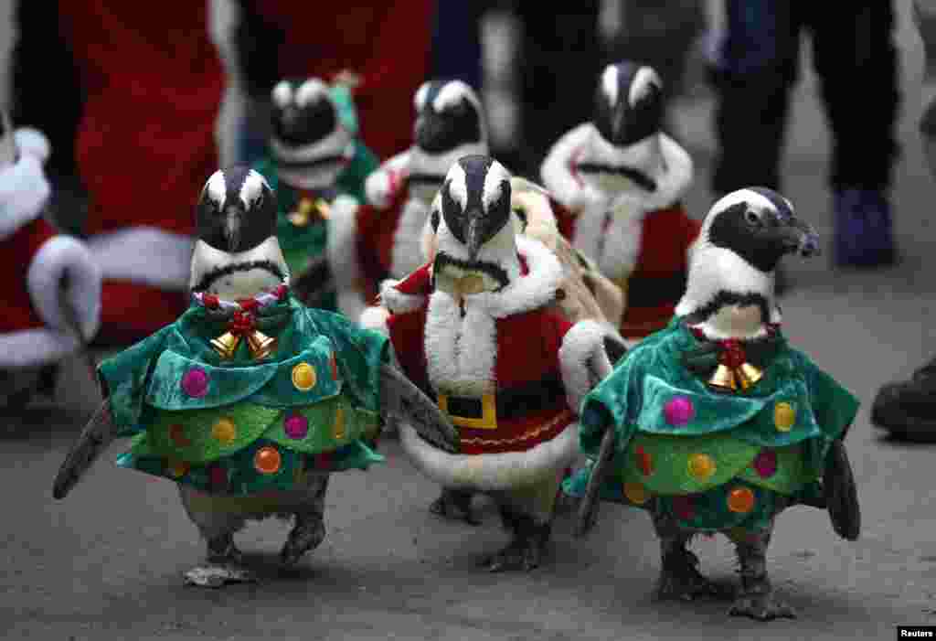 Visitors look at penguins wearing Santa Claus (in red) and Christmas tree (in green) costumes during a promotional event for Christmas at an amusement park in Yongin, south of Seoul, South Korea.