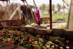 Ibu tunggal Irak Marwa Raed Taha, bekerja di sebuah peternakan, di kota Balad, Irak, 11 Mei 2021. (Foto: REUTERS/Saba Kareem)