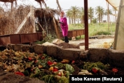 Ibu tunggal Irak Marwa Raed Taha, bekerja di sebuah peternakan, di kota Balad, Irak, 11 Mei 2021. (Foto: REUTERS/Saba Kareem)