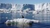Peneliti Khawatir Kematian Masal Anak Penguin di Antartika