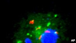 Mycobacterium tuberculosis (red) is hiding in human white blood cells (blue and green) cultured in vitamin D deficient serum so it is not being efficiently killed by cathelicidin and other proteins.