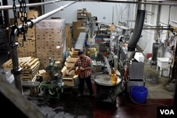 A worker packs gallon jugs of apple cider at McCutcheon's cider factory in Frederick, Maryland, Nov. 1, 2016. (V. Macchi/VOA)