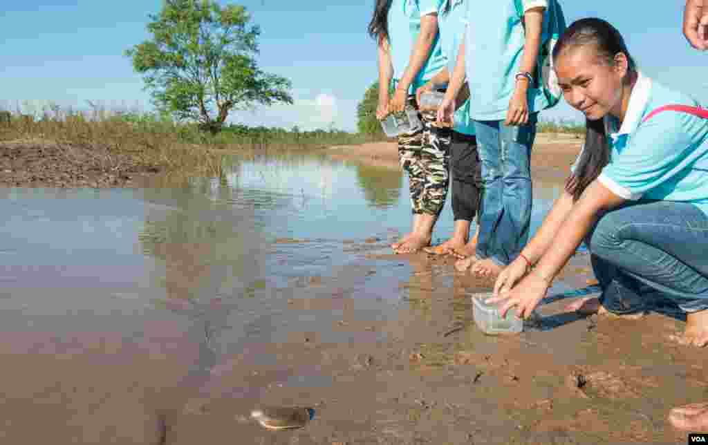 Students of the voluntary youth club of the Mekong Turtle Conservation Centre release&nbsp; baby soft-shell turtles back into the river on November 25, 2016. (Khan Sokummono/VOA)