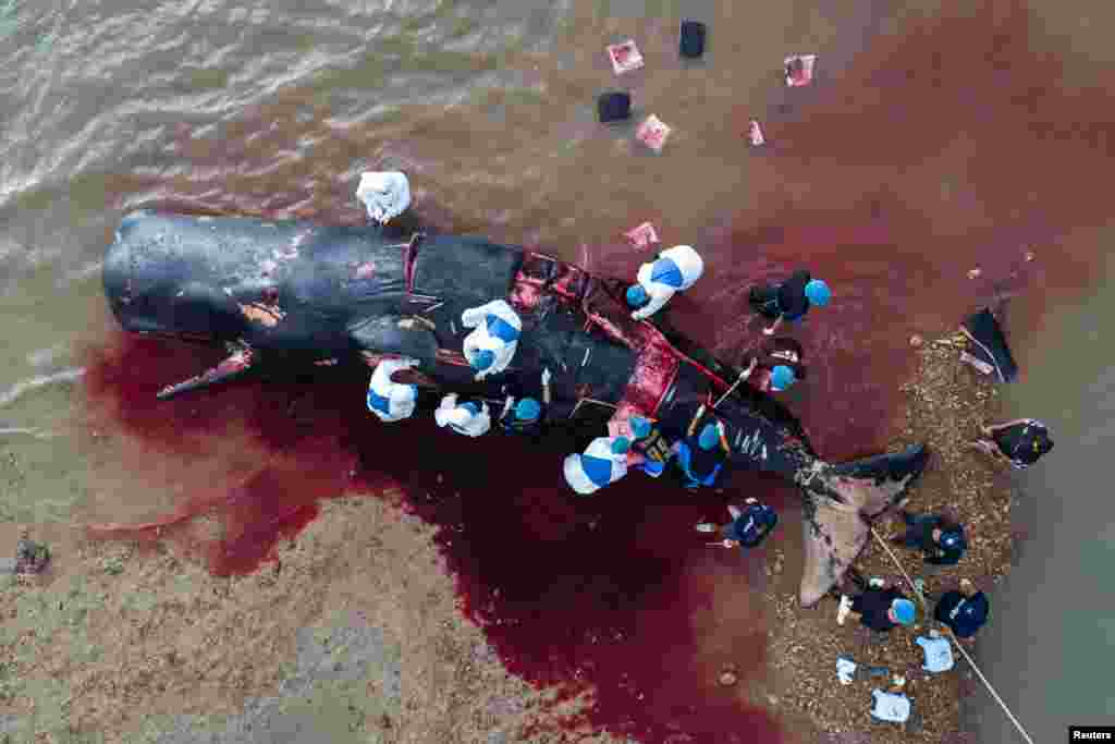 Veterinarians perform an autopsy on a dead Sperm whale at Lanta island in Krabi province, Thailand.