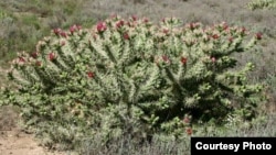 According to the Environmental Management Agency, the cactus rosea weed has caused the death of a high number of livestock in Zimbabwe's Matabeleland region. (Photo: COURTESY IMAGE)