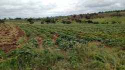 Agricultores angolanos criticam Reserva Estratégia Alimentar e defendem produção nacional - 2:30