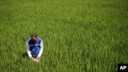 FILE: A technician checks leaf color to effectively manage the nitrogen levels of rice plants. Taken April 5, 2012