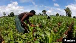 FILE - Subsistence farmers work their field of maize after late rains near the capital Lilongwe, Malawi, Feb. 1, 2016. 