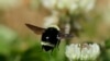 Quiz - ‘Citizen Scientists’ Seek Solutions to Bumblebee’s Problems