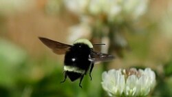 Quiz - ‘Citizen Scientists’ Seek Solutions to Bumblebee’s Problems