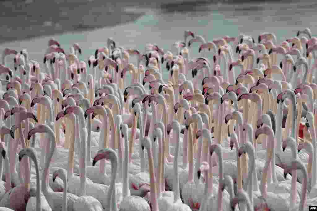 Pink flamingos are seen at the Ras al-Khor Wildlife Sanctuary on the outskirts of Dubai, in the United Arab Emirates.