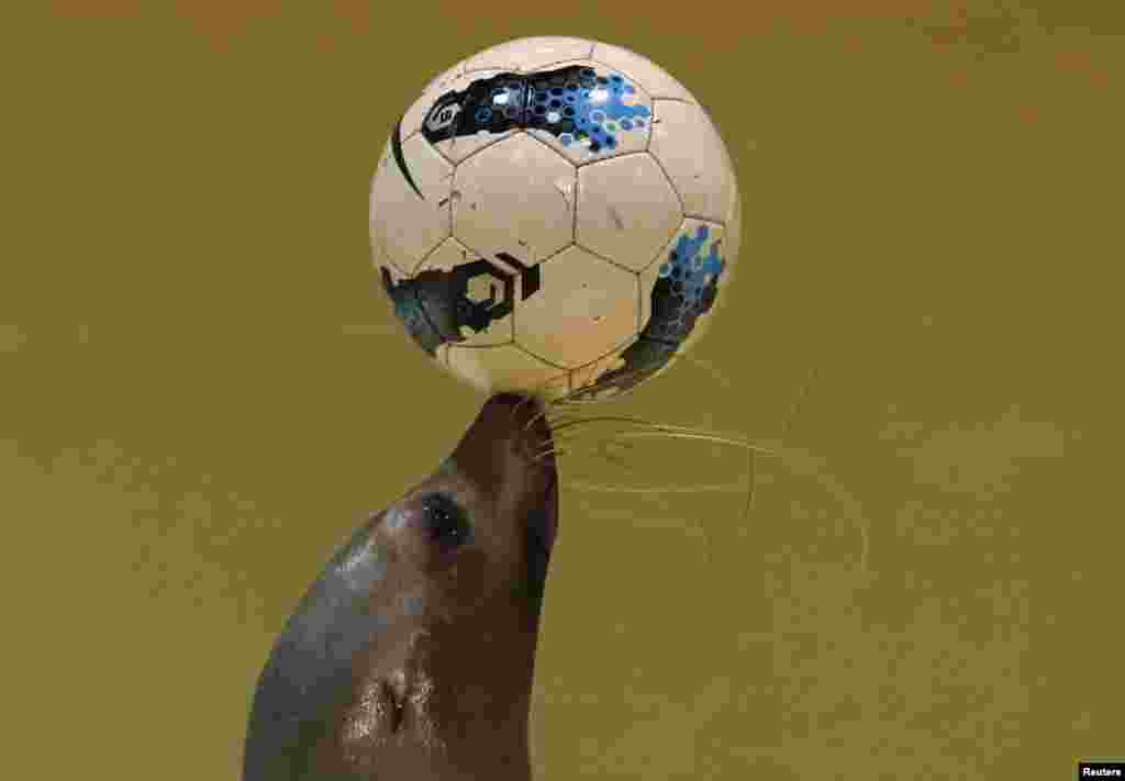 다가오는 2014년 월드컵 토너먼트를 앞두고 일본 도쿄 시나가와 수족관에서 열린 국가대표팀 격려 행사에서 21살된 암컷 물개가 축구공으로 묘기를 부리고 있다.