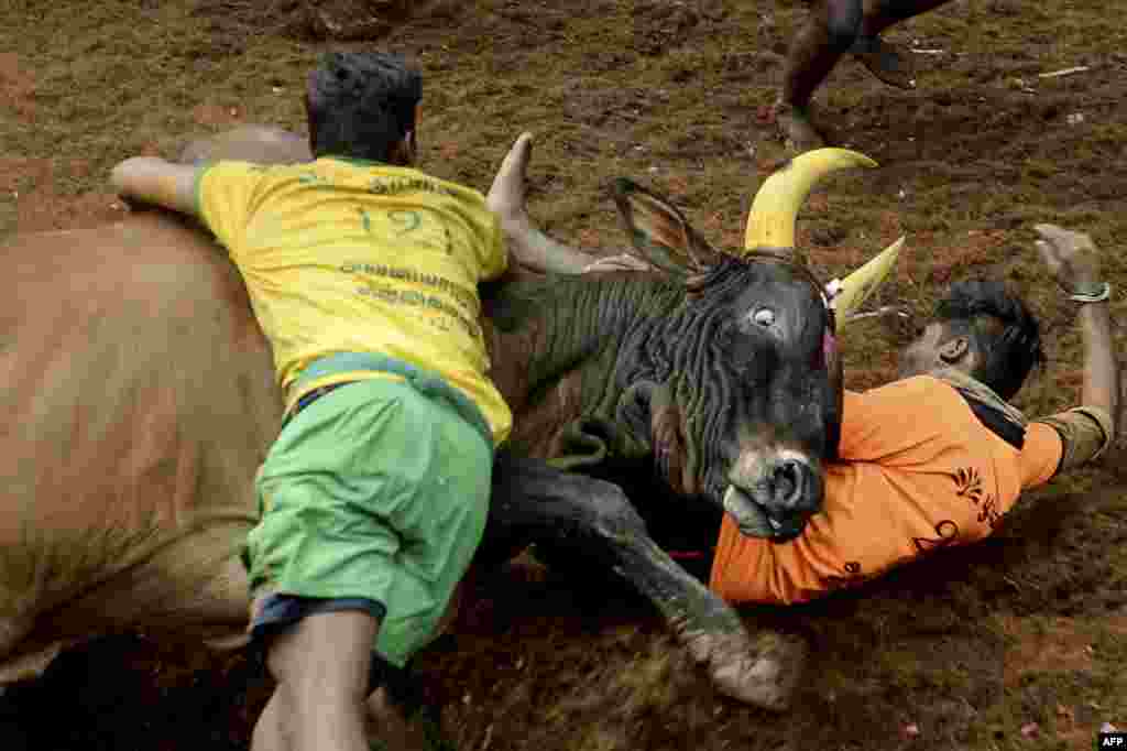 Participants try to control a bull during an annual bull taming event &quot;Jallikattu&quot; in the village of Avaniyapuram, on the outskirts of Madurai, India.