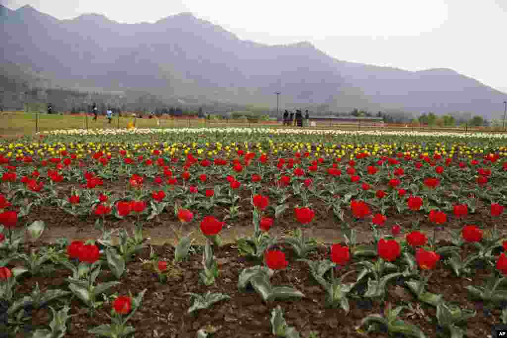 Para turis berjalan di kebun tulip di pinggiran Srinagar, Kashmir-India.