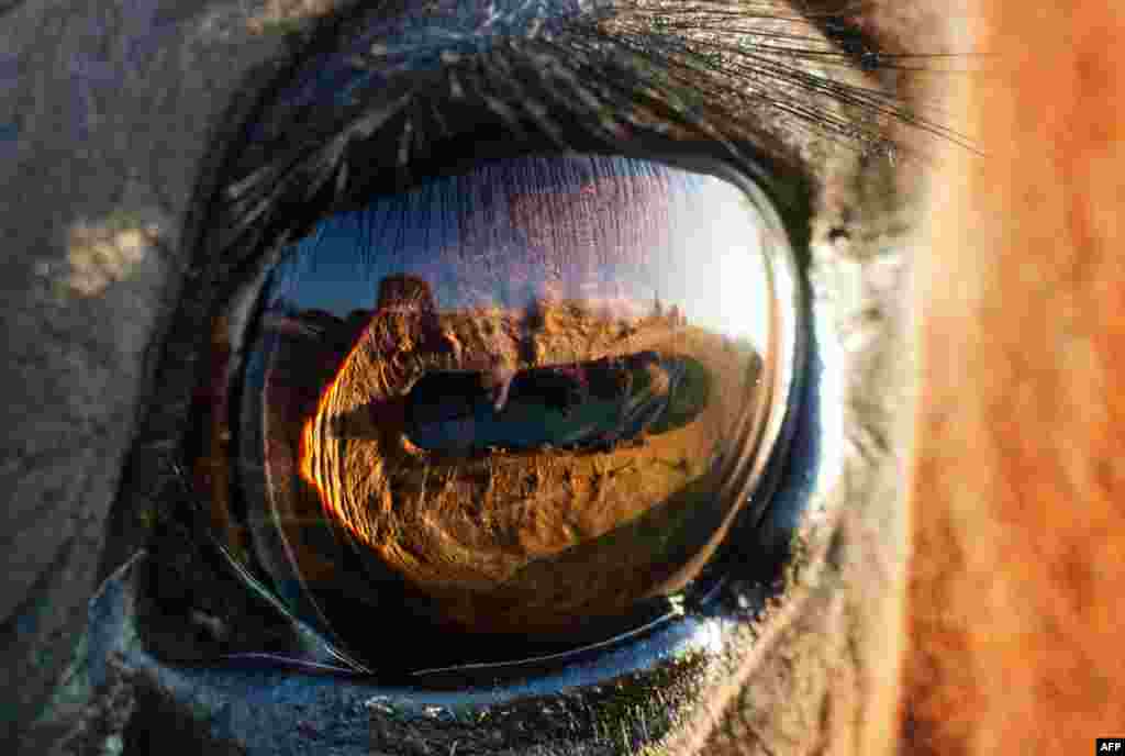 The eye of a horse seen in the light of the rising sun in Sehnde near Hanover, central Germany
