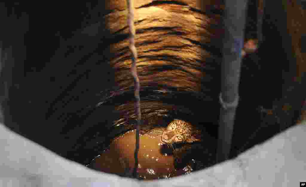 A leopard trapped in a well looks up to forest officials on the premises of the Kamakhya temple in Gauhati, India. According to locals, the leopard fell into the well while scouring for food. 