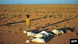 A boy looks at a flock of dead goats in a dry land close to Dhahar in Puntland, northeastern Somalia, on December 15, 2016. Drought in the region has severely affected livestock for local herdsmen.